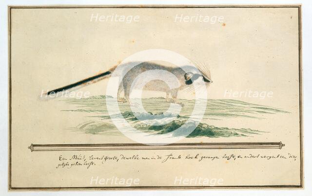 Graphiurus ocularis (Spectacled dormouse), 1777-1786. Creator: Robert Jacob Gordon.