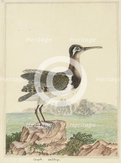 Rostratula benghalensis (Greater painted-snipe), 1777-1786. Creator: Robert Jacob Gordon.