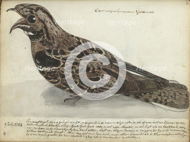 Nightjar, 1784. Creator: Jan Brandes.