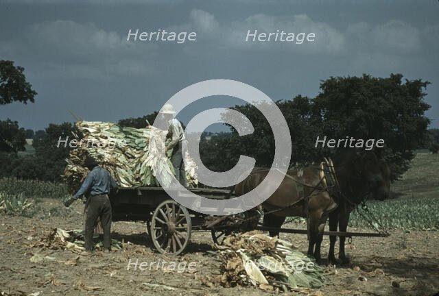 Taking burley tobacco in from the fields after it had been cut...Russell Spears' farm, Ky., 1940. Creator: Marion Post Wolcott.