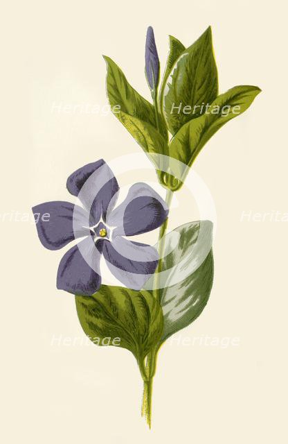 'Periwinkle', 1877. Creator: Frederick Edward Hulme.
