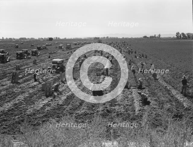Large scale agriculture, near Meloland, Imperial Valley, 1939. Creator: Dorothea Lange.