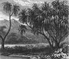 'The 'Pandanus Muricatus.'; Recent Explorations in Madagascar', 1875. Creator: Alfred Grandidier.