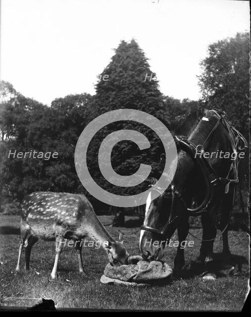 Horse and deer eating from bag, c1900s. Creator: Robert Augustus Henry L'Estrange.