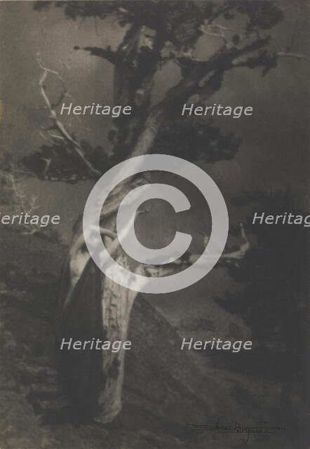 The Dying Cedar, 1908. Creator: Brigman, Anne W. (1869-1950).