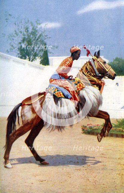 An Arab dancing horse, Udaipur, India, 1922.Artist: Herbert Ponting