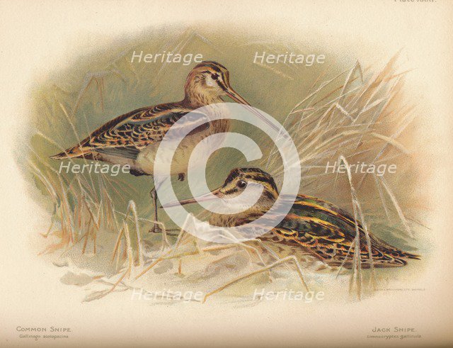 'Common Snipe (Gallinago scolopacina), Jack Snipe (Limnocryptes gallinula)', 1900, (1900). Artist: Charles Whymper.