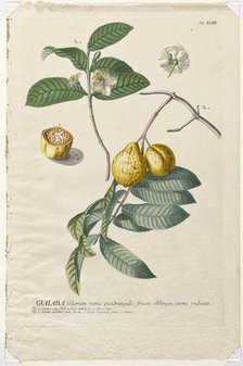 Plantae Selectae: No. 43 - Guaiaba. Creator: Georg Dionysius Ehret (German, 1708-1770); Christopher Jacob Trew (German).