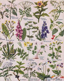 'Poisonous Plants Found in the British Isles', 1935. Artist: Unknown.
