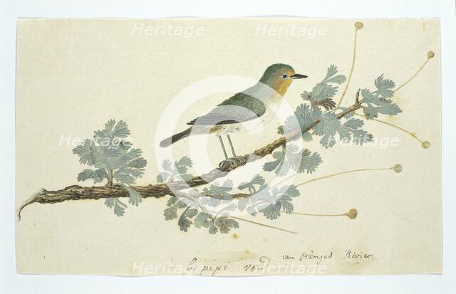 Zosterops pallidus (Orange River white-eye), 1777-1786. Creator: Robert Jacob Gordon.