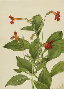 Cardinal Monkey Flower (Mimulus cardinalis), 1927. Creator: Mary Vaux Walcott.