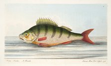 The Perch, from A Treatise on Fish and Fish-ponds, pub. 1832 (hand coloured engraving)