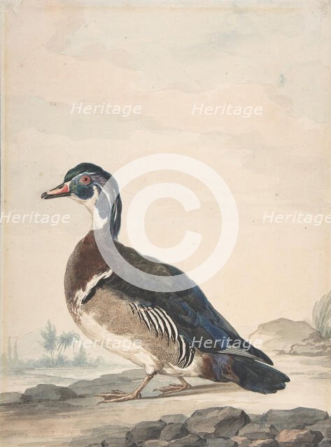 A Duck, 1725-92. Creator: Aert Schouman.