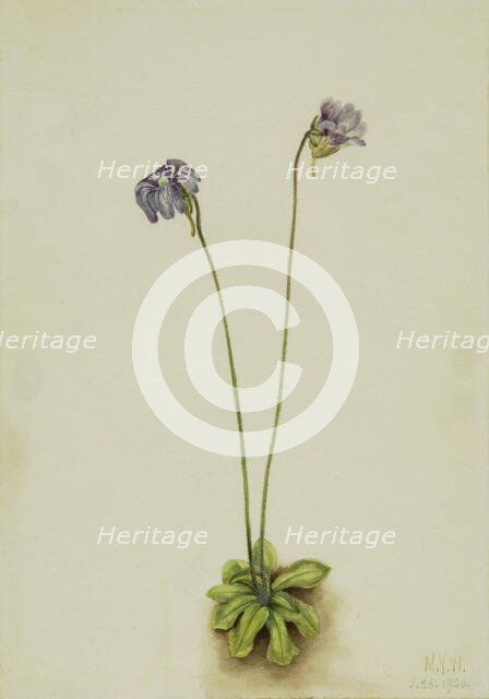 Purple Butterwort (Pinguicula elatior), 1920. Creator: Mary Vaux Walcott.