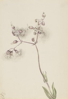 Bladder Campion (Silene latifolia), 1900. Creator: Mary Vaux Walcott.