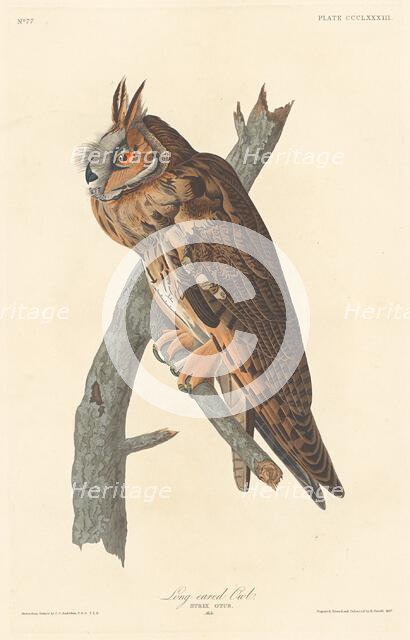 Long-eared Owl, 1837. Creator: Robert Havell.