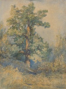 Tree, 1872. Creator: Ladislav Mednyanszky.
