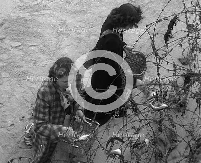 Women Collecting Fish Caught on Barbed Wire, 1940. Creator: British Pathe Ltd.