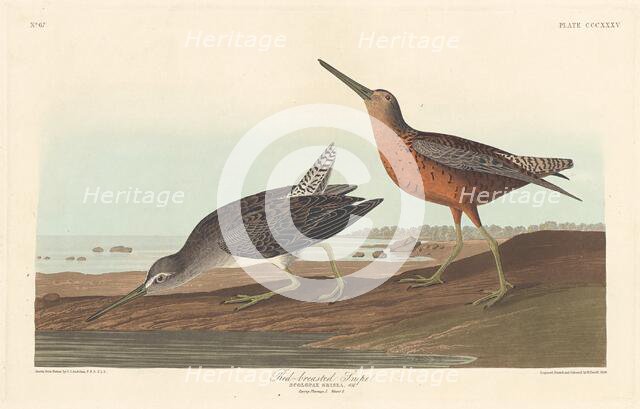 Red-breasted Snipe, 1836. Creator: Robert Havell.