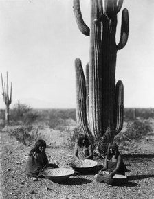 Saguaro gatherers, c1907. Creator: Edward Sheriff Curtis.