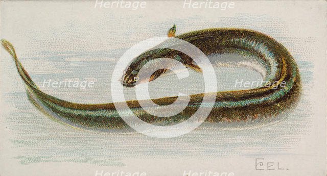 Eel, from the Fish from American Waters series (N8) for Allen & Ginter Cigarettes Brands, 1889. Creator: Allen & Ginter.