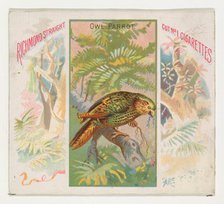 Owl Parrot, from Birds of the Tropics series (N38) for Allen & Ginter Cigarettes, 1889. Creator: Allen & Ginter.