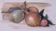 Still-Life - Study of Onions, 1871-75. Creator: Sir Edward Coley Burne-Jones.