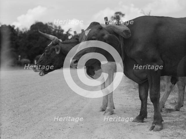 Ox team that hauls pulpwood, Bay Saint Louis, Mississippi, 1937. Creator: Dorothea Lange.