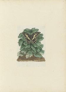 Papilio demodocus (Citrus or Christmas butterfly) on an unidentified plant, 1777-1786. Creator: Robert Jacob Gordon.