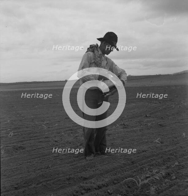 West Texas farmer prepares to sow millet, 1937. Creator: Dorothea Lange.