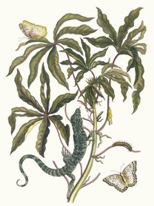 Cassave. From the Book Metamorphosis insectorum Surinamensium, 1705. Creator: Merian, Maria Sibylla (1647-1717).