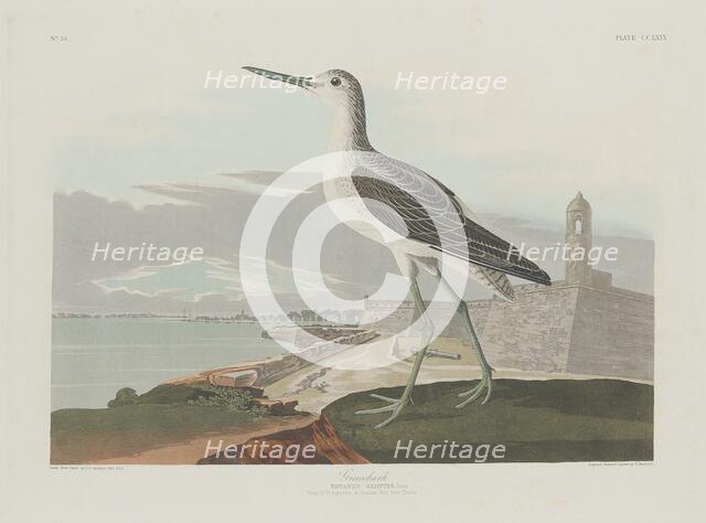 Greenshank, 1835. Creator: Robert Havell.