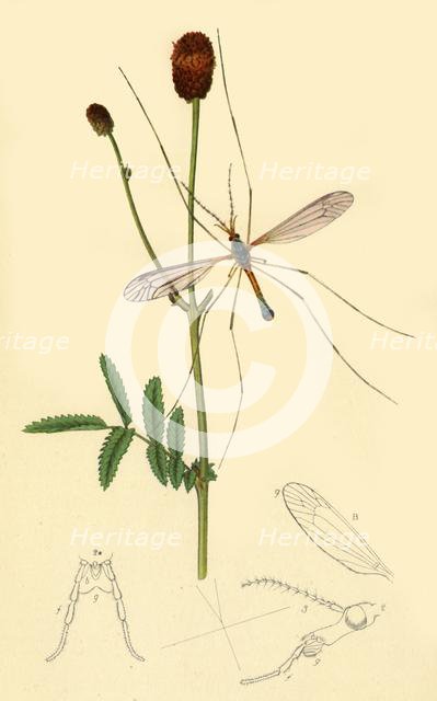 'Crane-Fly: Tipula longicornis', 1834, (1945).  Creator: John Curtis.