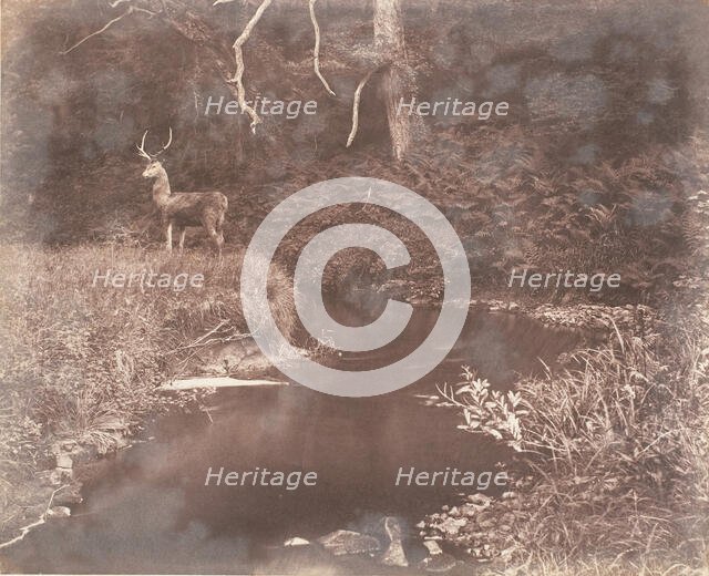 The Lewitha, 1853-56. Creator: John Dillwyn Llewelyn.