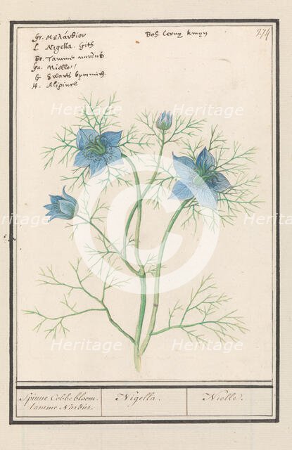 Love-in-a-mist (Nigella Damascena, Damselfly-in-green), 1596-1610.  Creators: Anselmus de Boodt, Elias Verhulst.