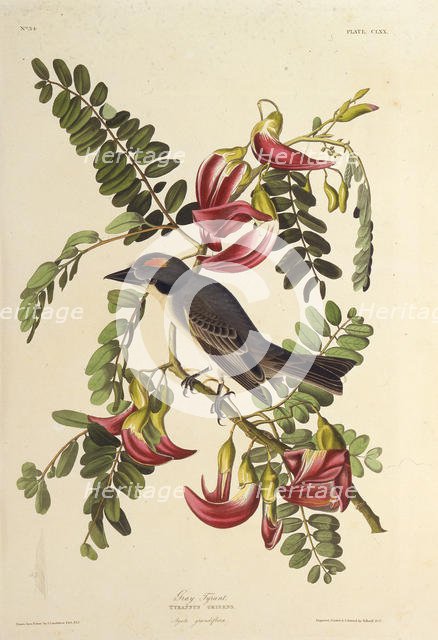 Gray Tyrant. From "The Birds of America", 1827-1838. Creator: Audubon, John James (1785-1851).