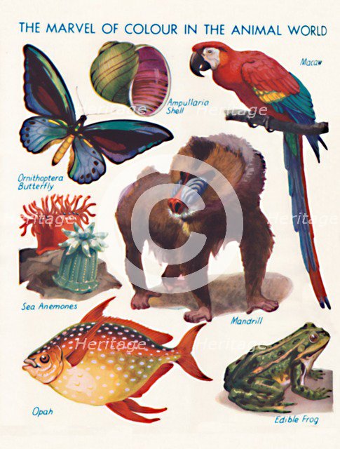 'The Marvel of Colour in the Animal World', 1935 . Artist: Unknown.