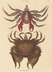 Red Mottled Rock-crab (Cancer grapsus), published 1731-1743. Creator: Mark Catesby.