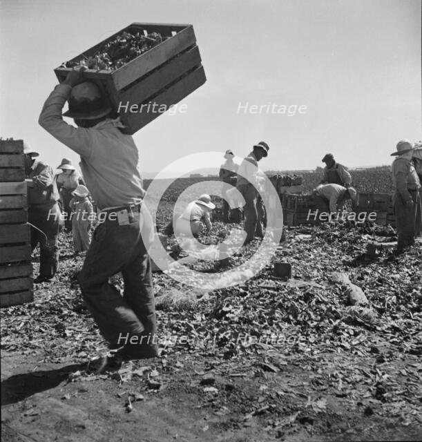Carrot pullers from Texas, Oklahoma, Arkansas, Missouri and Mexico in Coachella Valley, CA, 1937. Creator: Dorothea Lange.