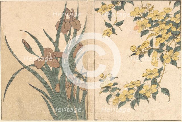Cherry Blossoms and Irises, from the illustrated book Flowers of the Four Seasons, 1801. Creator: Kitagawa Utamaro.