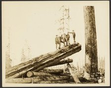 Logging/ Timber Scene, about 1910-1945. Creator: Darius Kinsey.