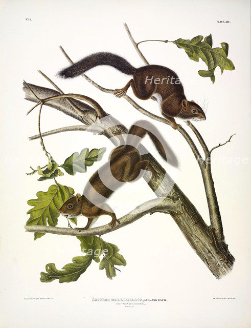 Soft-haired Squirrel, Sciurus Mollipilosus, 1845.