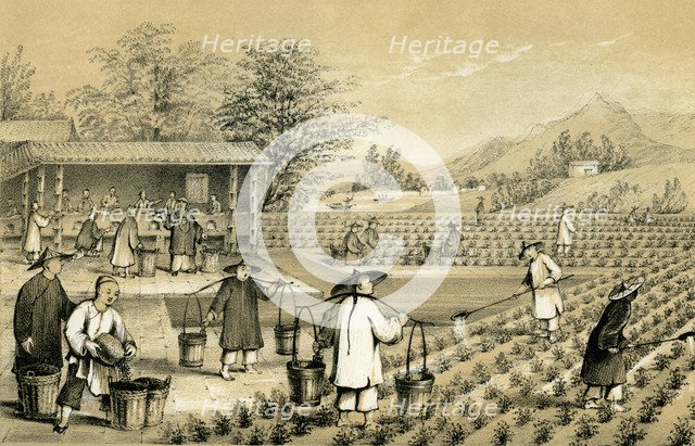Culture and preparation of tea, China, 1847.Artist: E Gilks