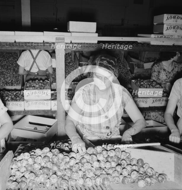 Packing fresh prunes at night in packinghouse during busy season, Yakima, Washington, 1939. Creator: Dorothea Lange.