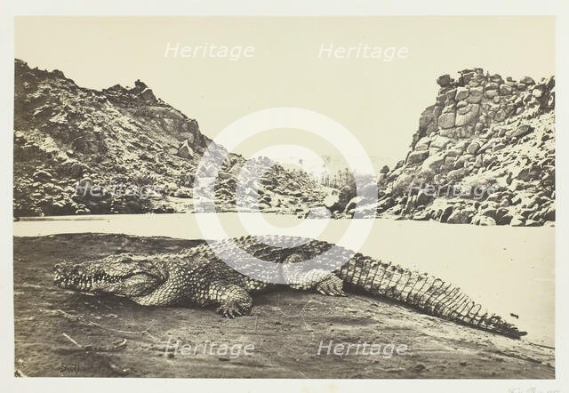 Crocodile on a Sand-Bank, 1857. Creator: Francis Frith.