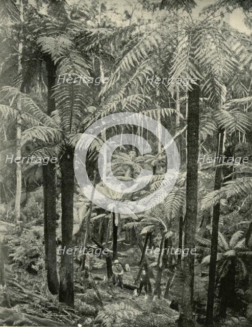 'Giant Ferns at Gembrook', 1901. Creator: Unknown.