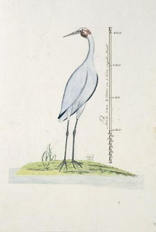 Antigone rubicunda (Brolga, or Australian Crane), 1770-1780. Creator: George Raper.