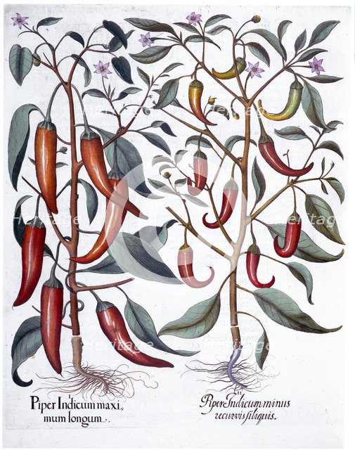 Peppers, 1613. Artist: Unknown