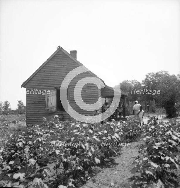 Typical cotton picker's shack of the South, Mississippi, 1936. Creator: Dorothea Lange.