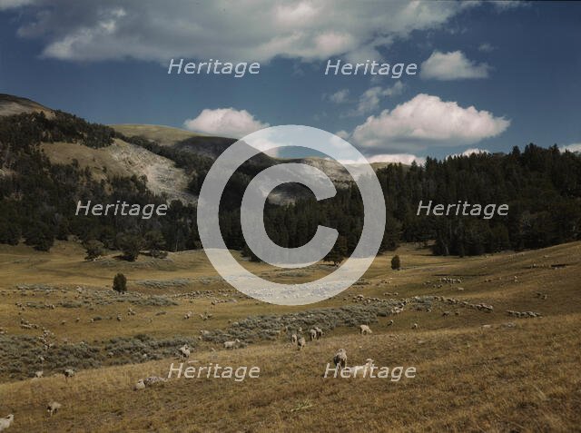Bands of sheep on the Gravelly Range at the foot of Black Butte, Madison County, Montana, 1942. Creator: Russell Lee.